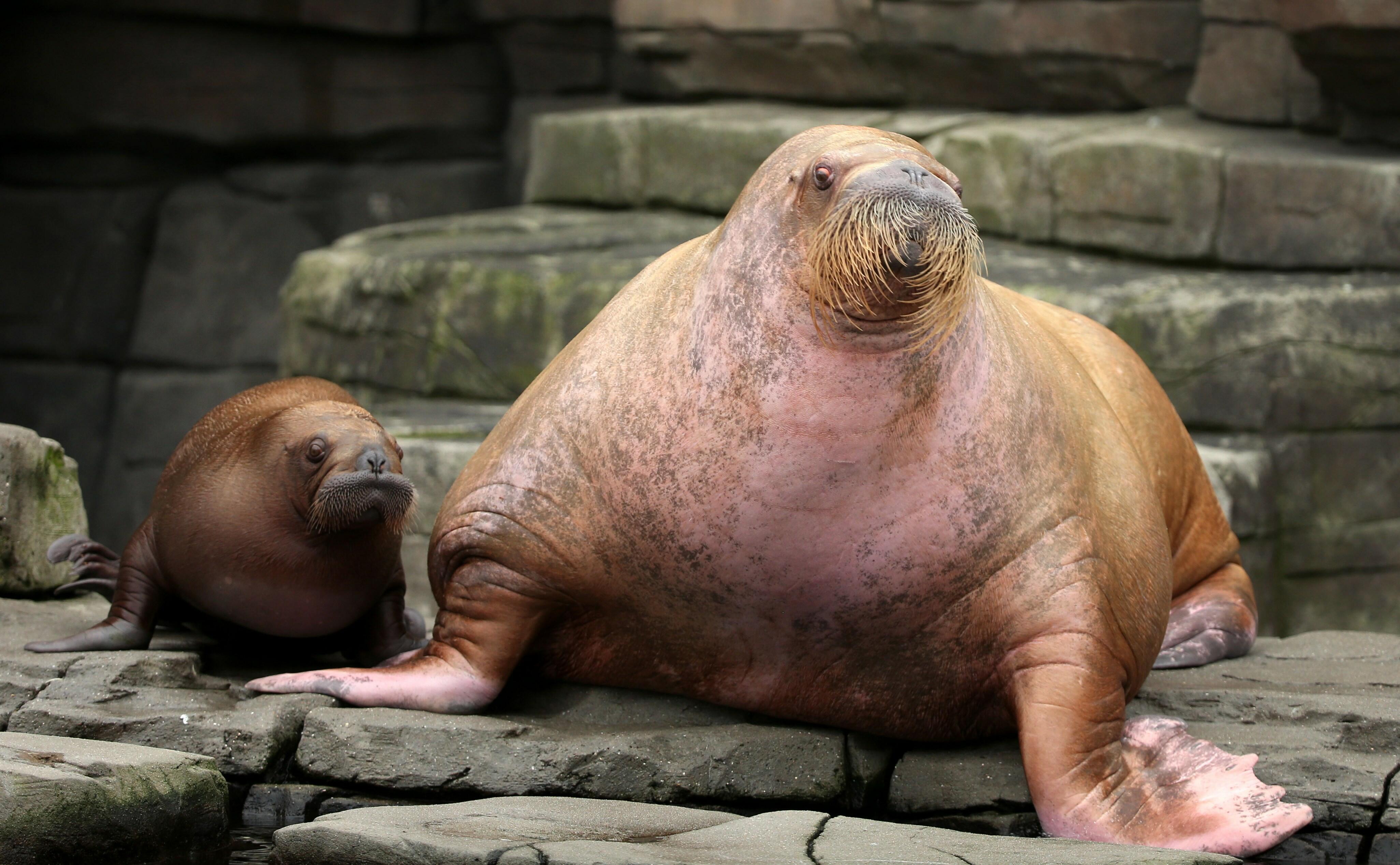 Walrus baby 