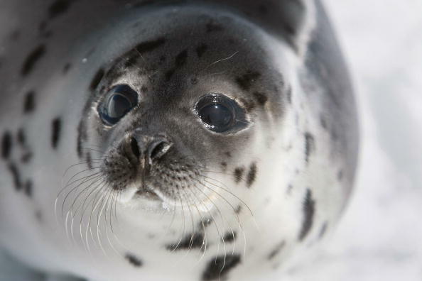 CHARLOTTETOWN, CANADA - MARCH 31:  A Harp seal pup lies on an ice floe March 31, 2008 in the Gulf of Saint Lawrence near Charlottetown, Canada. Canada's annual seal hunt is in its fourth day and the government has said this year 275,000 harp seals can be 