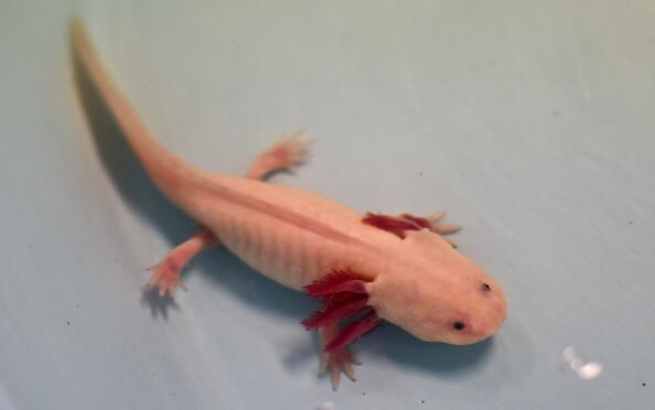 An albino Axolotls (Ambystoma Mexicanum) is pictured at the laboratory of ecological restoration of the Autonomous University of Mexico (UNAM) in Mexico City, on August 29, 2014. The wild axolotls are near extinction due to urbanization in Mexico City and