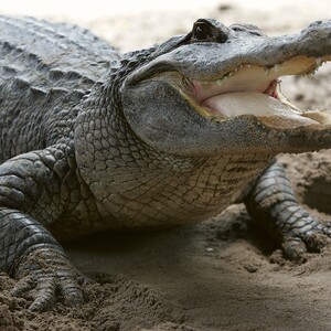 Battle of the Jaws: Study Finds Alligators Eat Sharks