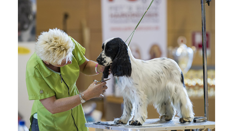 International Dog Grooming Championships