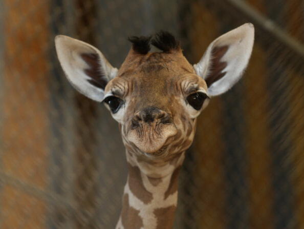 HIMEJI, JAPAN - OCTOBER 16:  An eleven day old newborn giraffe calf looks in his enclosure at Himeji Central Park on October 16, 2013 in Himeji, Japan. The baby giraffe was born on October 5, 2013 and stands over 170 cm tall.  (Photo by Buddhika Weerasing