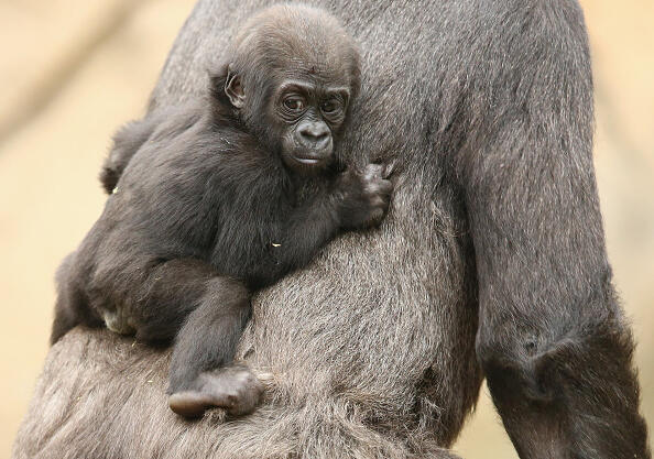 SYDNEY, AUSTRALIA - MAY 19:  Gorilla baby Mjukuu, who was born in 2014, is seen with his mother Mbeli as another yet to be named baby is seen on display at Taronga Zoo on May 19, 2015 in Sydney, Australia.  The newest baby gorilla was born to Western-lowland Gorilla Frala and Silverback, Kibali and at this stage the sex is yet to be determined.  (Photo by Mark Kolbe/Getty Images)
