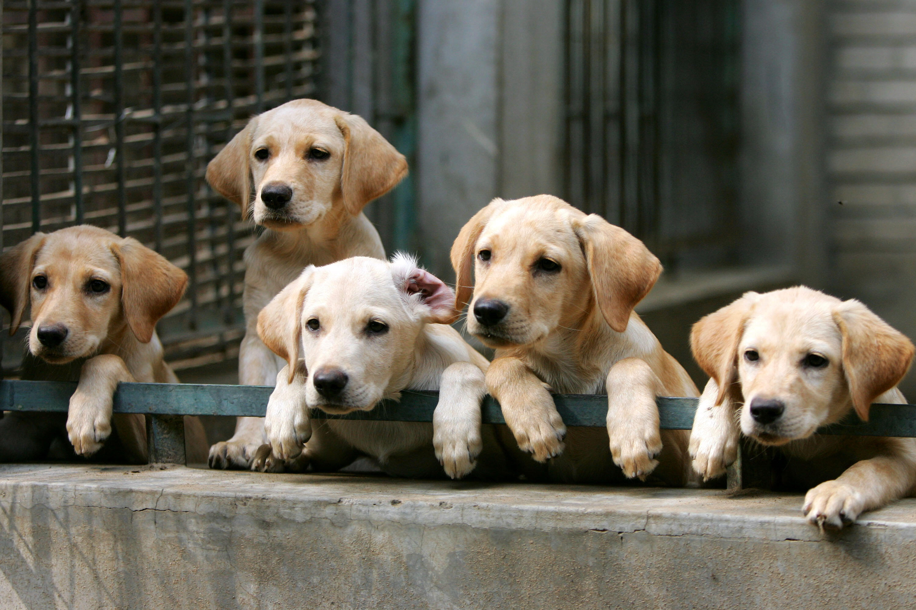 BEIJING - SEPTEMBER 16:  (CHINA OUT) Puppies watch on at a police dog training base September 16, 2005 in Beijing, China. The dogs are trained by a police squad to learn identifying, catching, tracking and other skills. According to the Ministry of Public