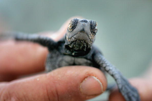 NAHARIYA, ISRAEL - AUGUST 24: About two months after a nest of loggerhead turtle eggs was transplanted to a protected hatchery, and after three nights of natural hatchings, Israeli ecologist holds one of seven surviving baby turtles that remained trapped 