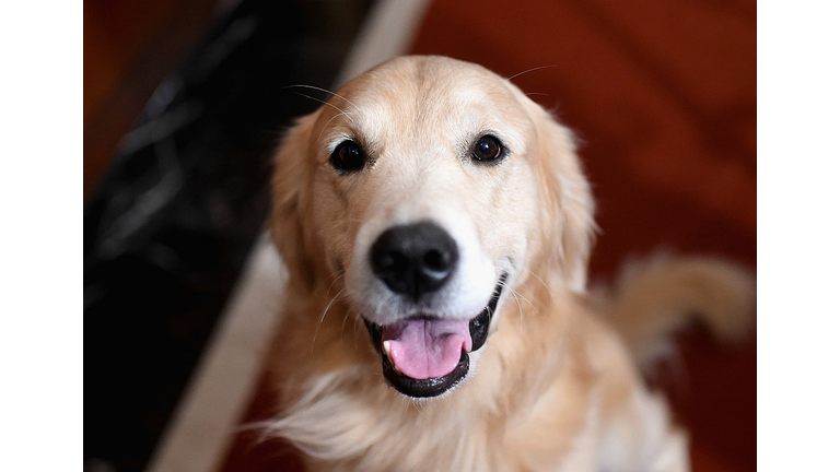 American Kennel Club Presents The Nation's Most Popular Breeds Of 2015