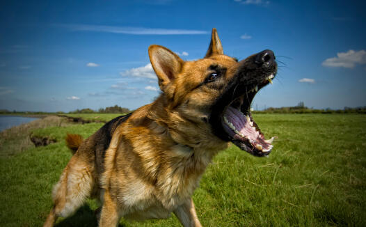 German shepherd dog