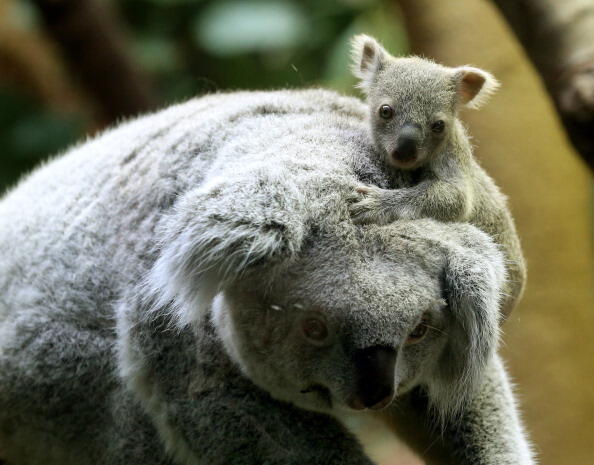 A circa six months old female baby koala sits on her mother's head on January 22, 2014 at the zoo in Duisburg, western Germany. The baby koala was taken out of its mother's pouch for being weighed - it has 350 grams.    AFP PHOTO / DPA / ROLAND WEIHRAUCH / GERMANY OUT        (Photo credit should read ROLAND WEIHRAUCH/AFP/Getty Images)