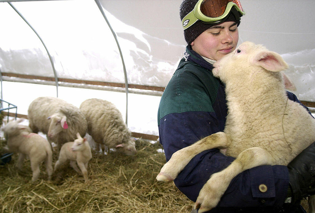 EAST WARREN, VT - MARCH 22:  Francis Faillace, 16, holds an infant beltex lamb which is to be seized by the USDA, along with 125 other sheep, from his family's farm, 22 March, 2001, in East Warren, Vt. The Faillace family expects to have their sheep seize