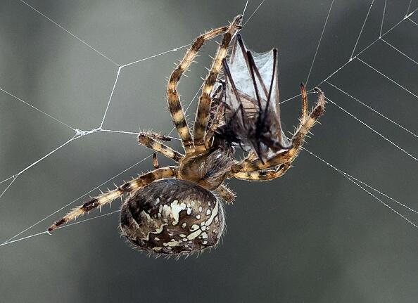 A European garden spider (Araneus diadematus) wraps its prey, a mosquito, in silk on September 16, 2014 in Lille, France. AFP PHOTO / DENIS CHARLET        (Photo credit should read DENIS CHARLET/AFP/Getty Images)