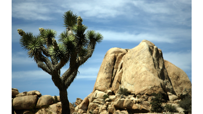 View of a Joshua tree in the 1,234-squar