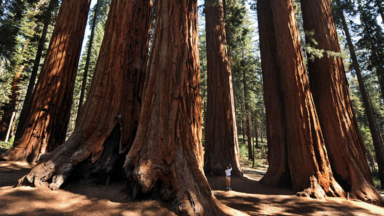 A woman stands amongst a grove of a Gian