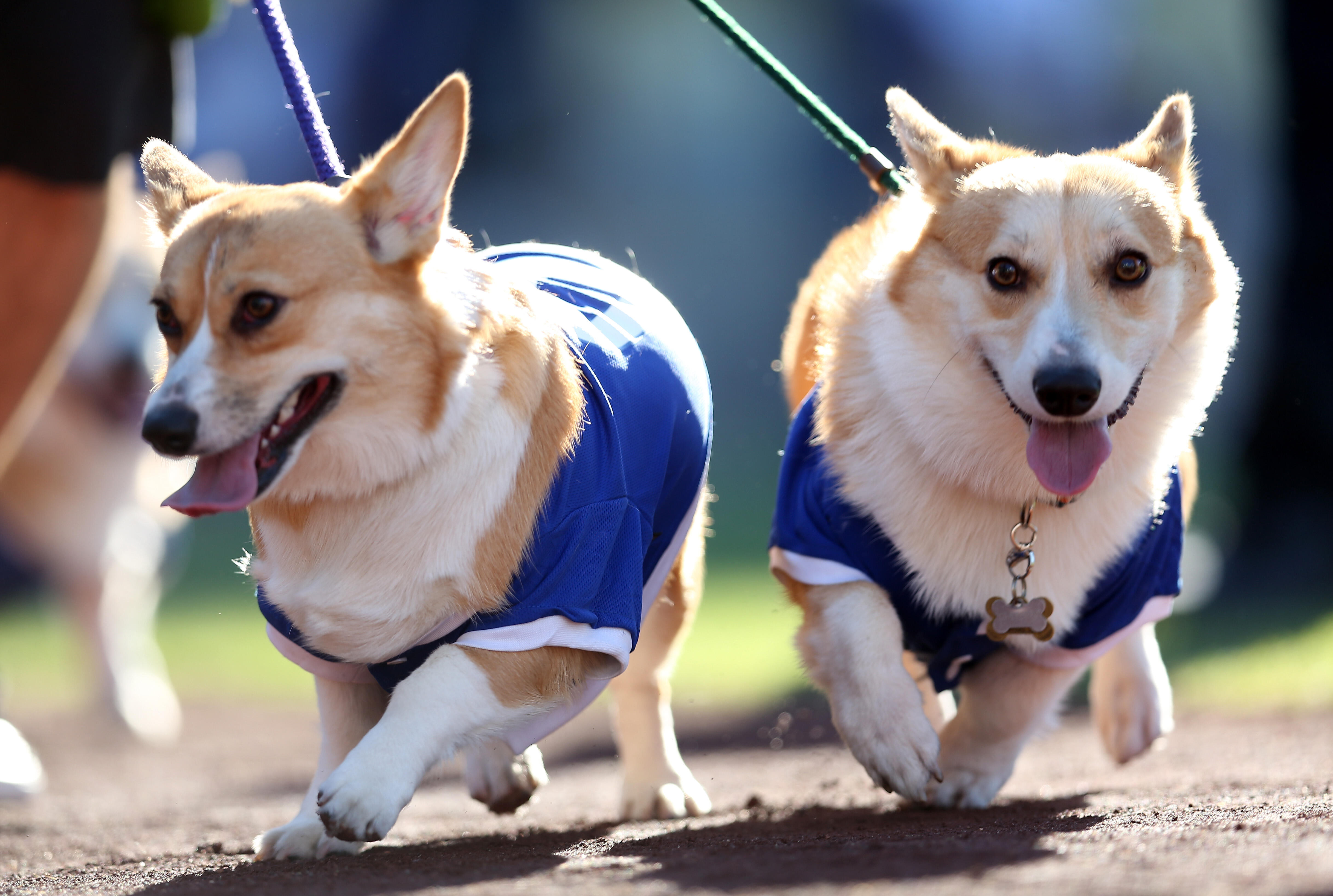 LOS ANGELES, CA - AUGUST 23:  Dogs walk around the warning track as they take part in the Dodgers' annual 