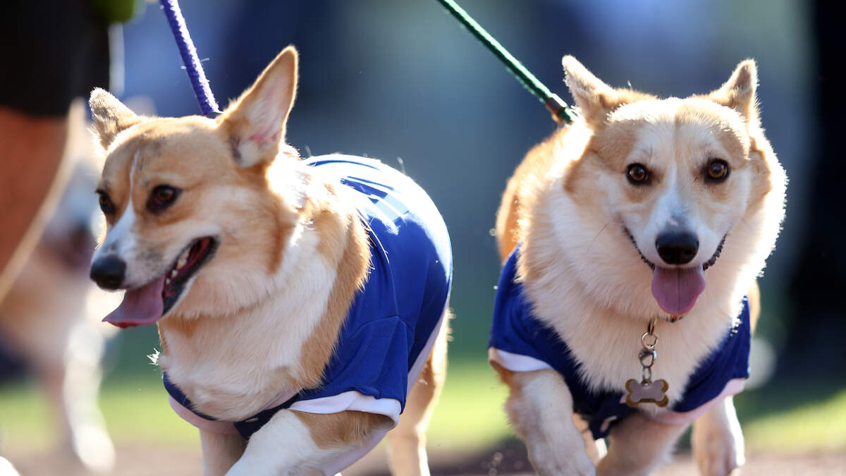 From historic tributes to Pups at the Park, Dodgers have an experience