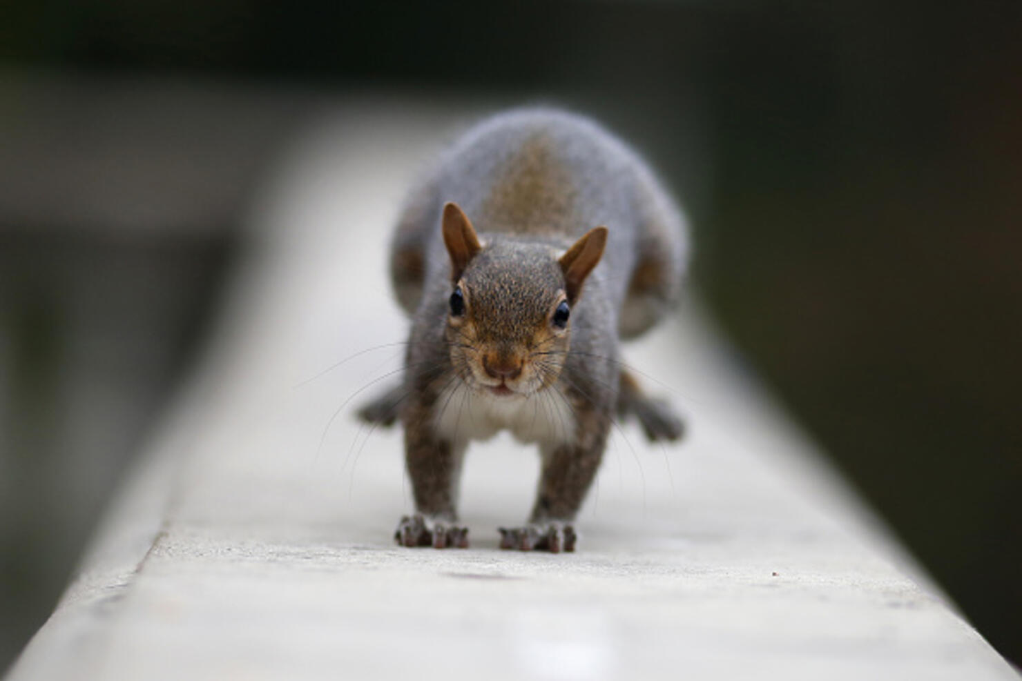 ITALY-ANIMAL-SQUIRREL