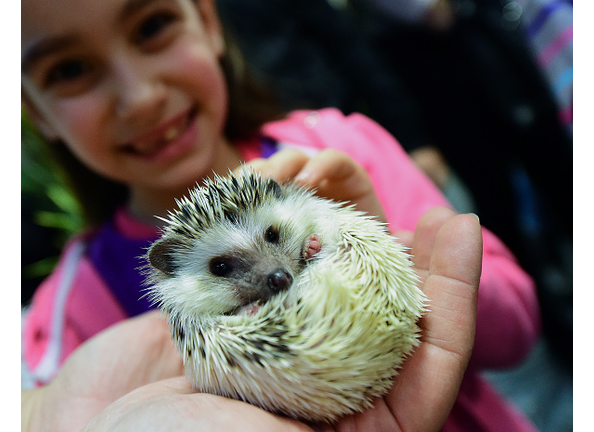 HUNGARY-EXHIBITION-CAT-ANIMALS