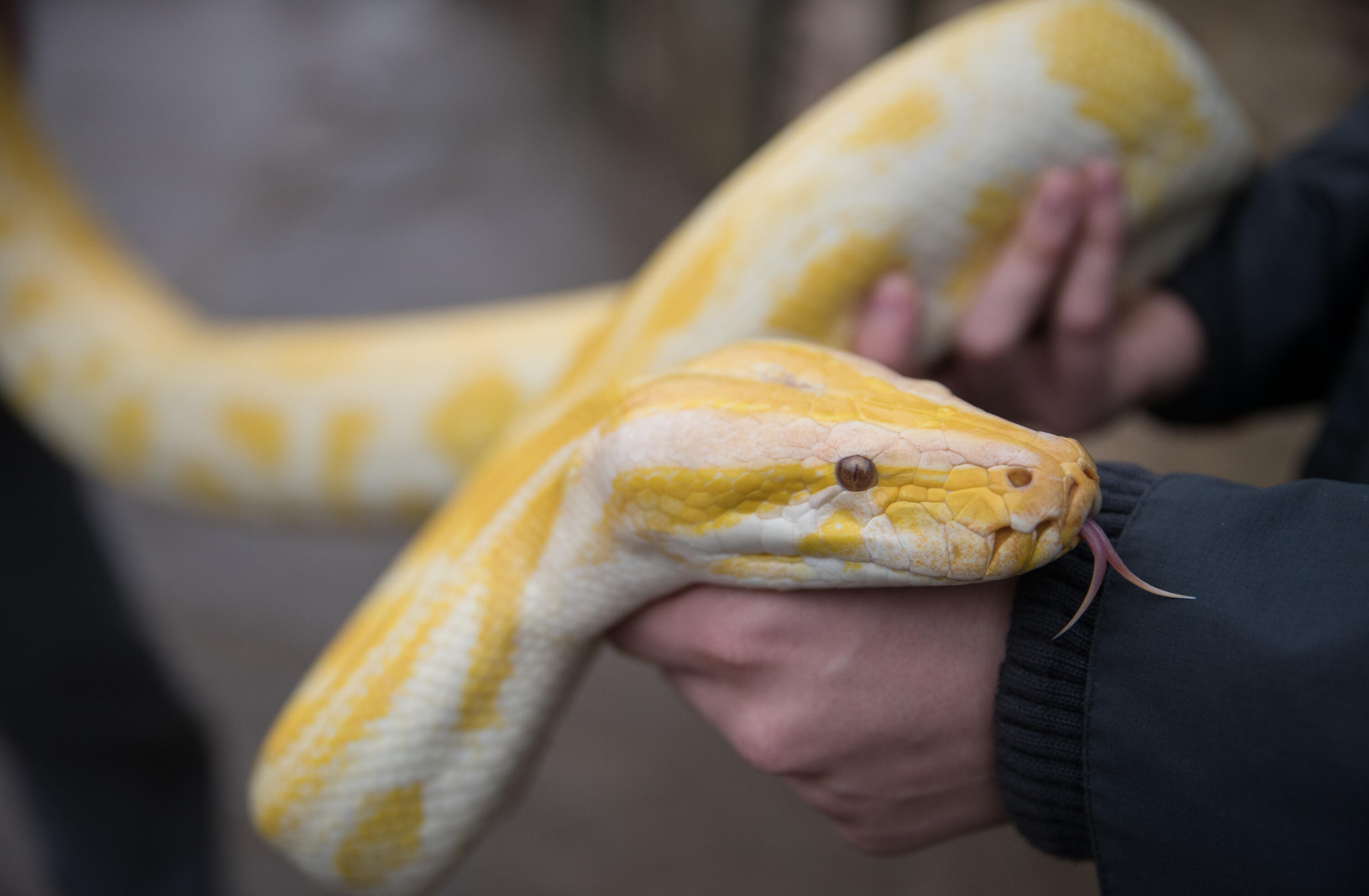 BRISTOL, ENGLAND - AUGUST 02:  Handlers hold an albino Burmese Python at Noah's Ark Zoo Farm on August 2, 2016 in Bristol, England. Noah's Ark Zoo Farm has teamed up with the Reptile Zone in Bristol to bring a fortnight of educational shows which allows m