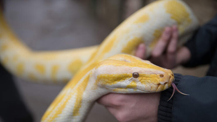15-Foot Python Snake Captured In Florida | KOST 103.5