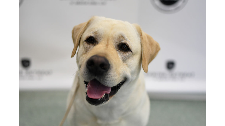 Yellow Lab