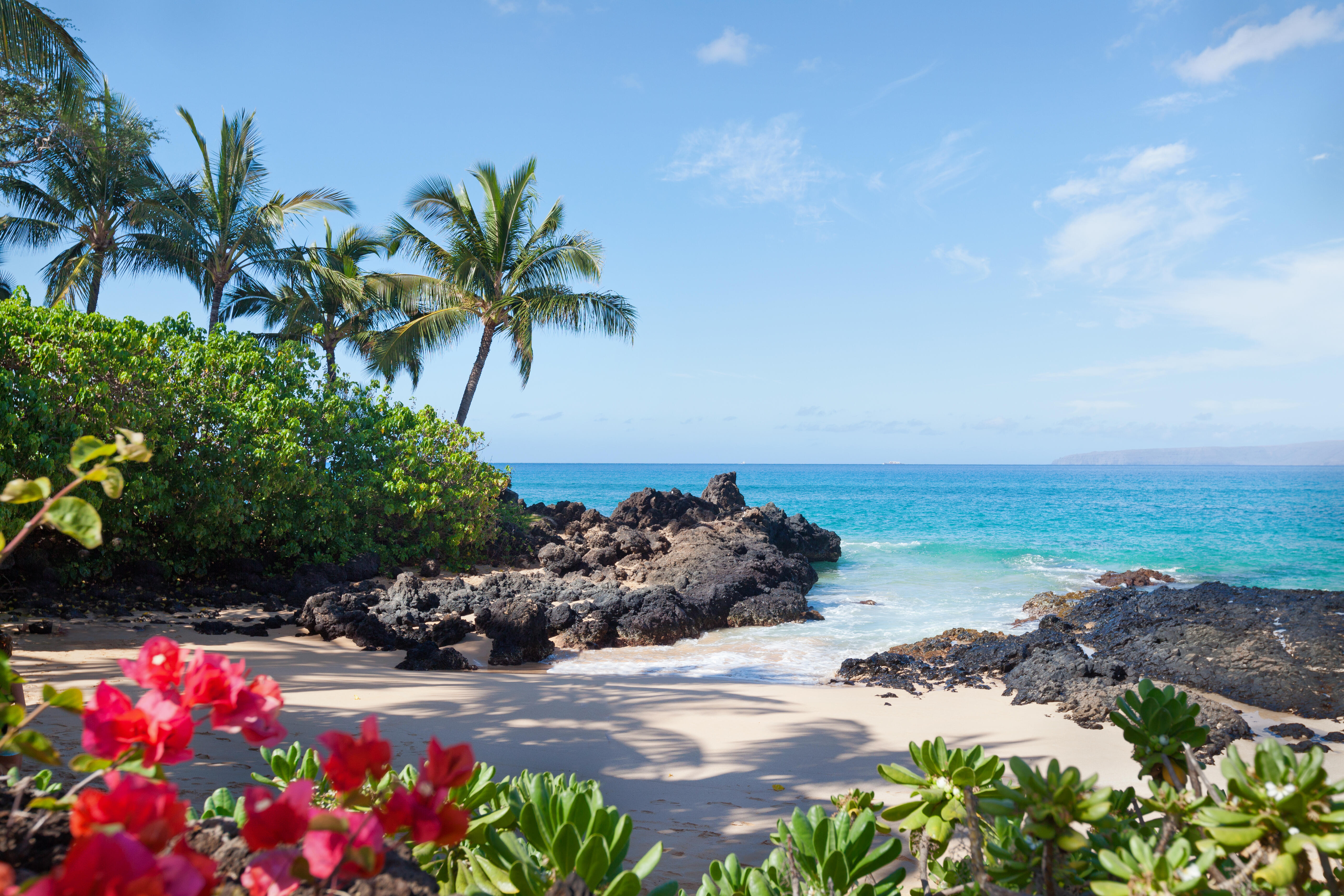 tropical beach paradise with flowers and palm tree.