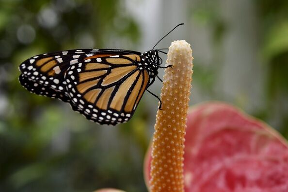 MEXICO-NATURE-BUTTERFLIES