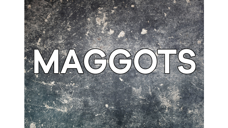 Maggots