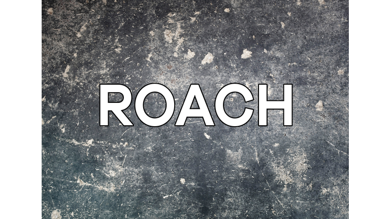 Roach