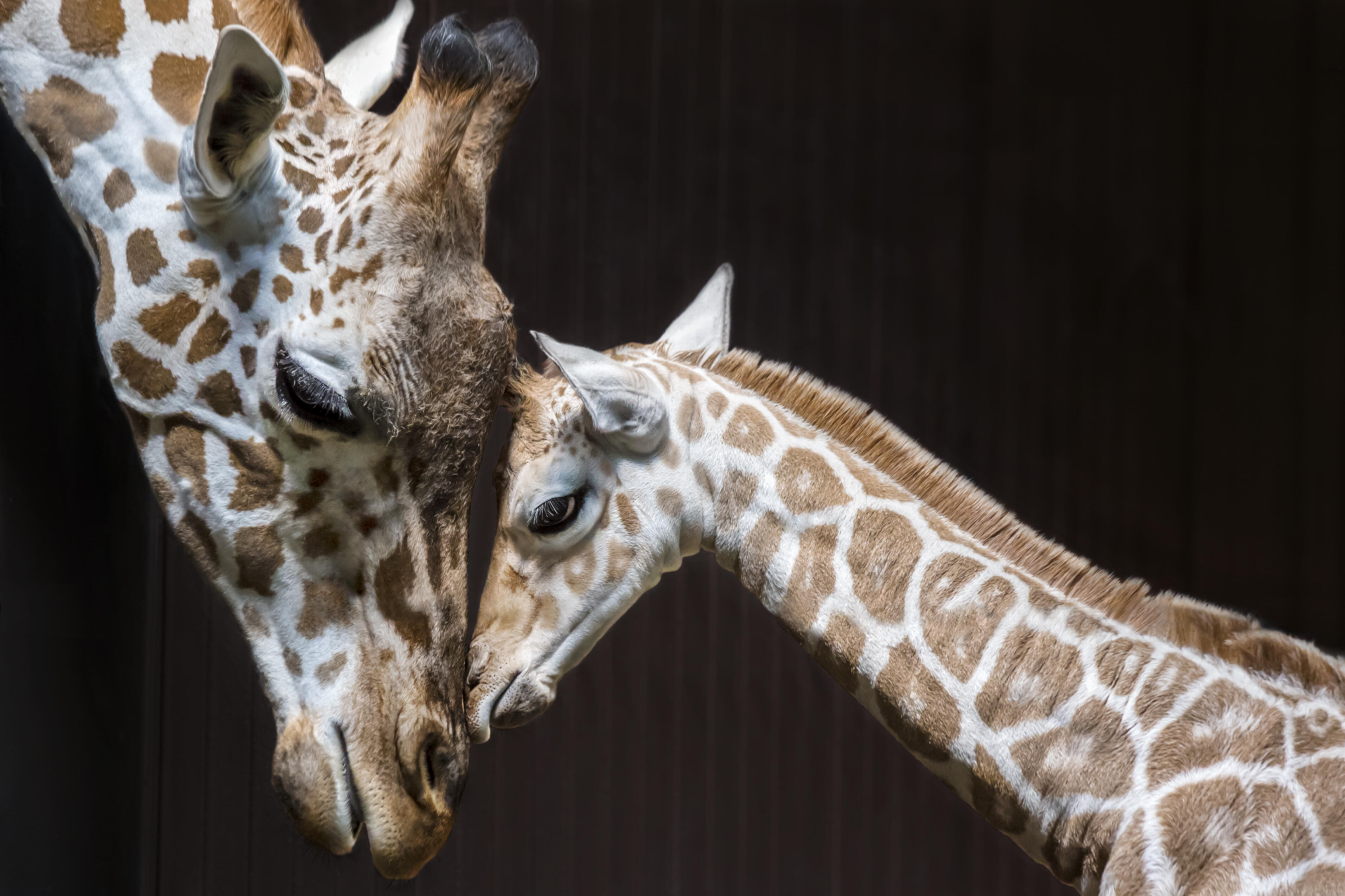A giraffe baby leaning on his mother