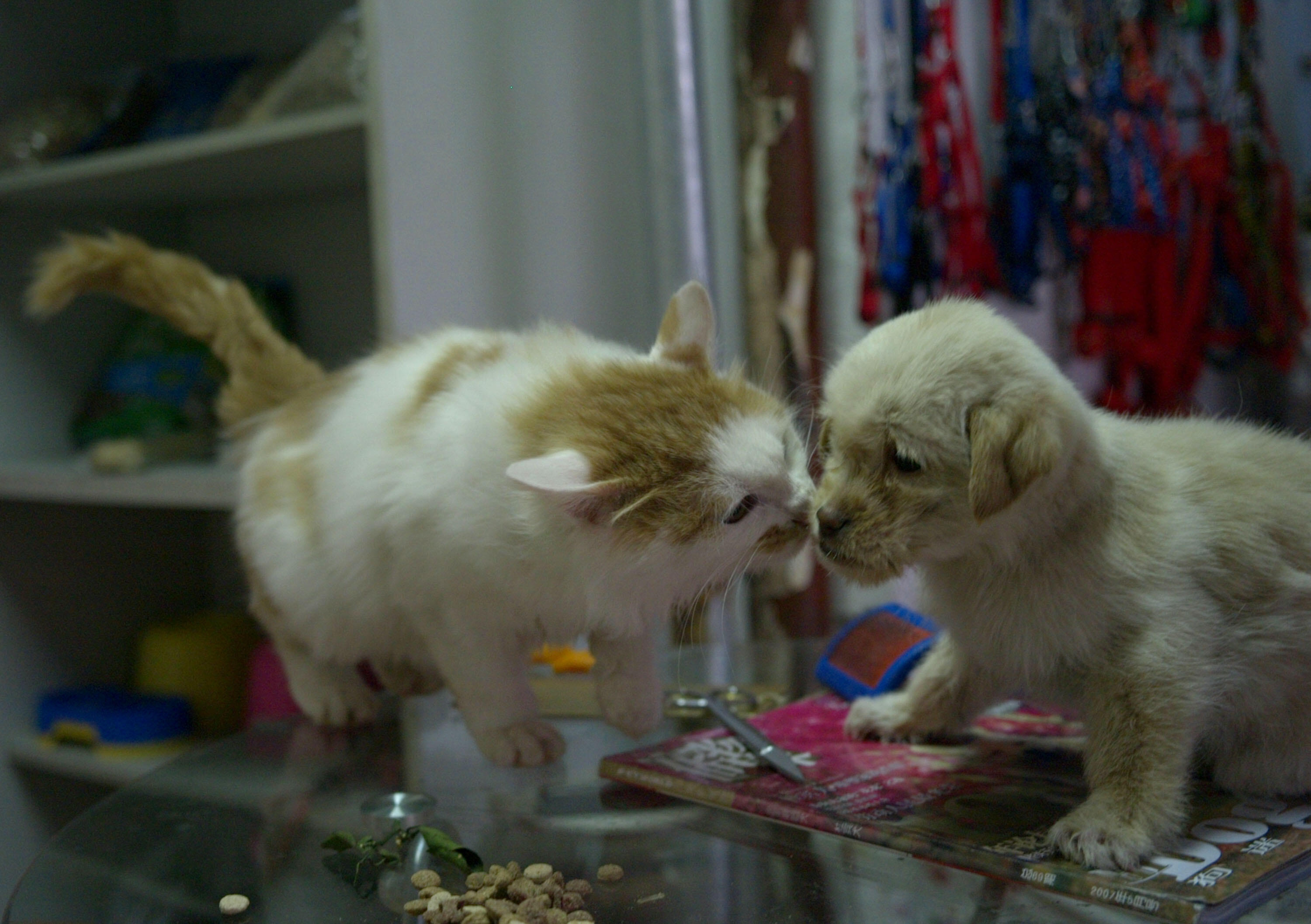 XUZHOU, CHINA - FEBRUARY 9: (CHINA OUT) A pet cat plays with a stray dog that just has a shower in a pet shop February 9, 2008 in Xuzhou of Jiangsu Province, China. The number of pets abandoned by their owners increased rapidly during the Chinese New Year