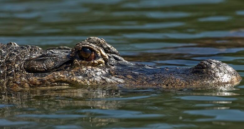 Pet Alligator Seized After Fire in Philadelphia | iHeart