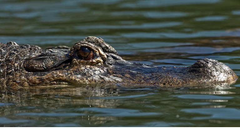 FRANCE-ANIMAL-THEME-PARK-ALLIGATOR