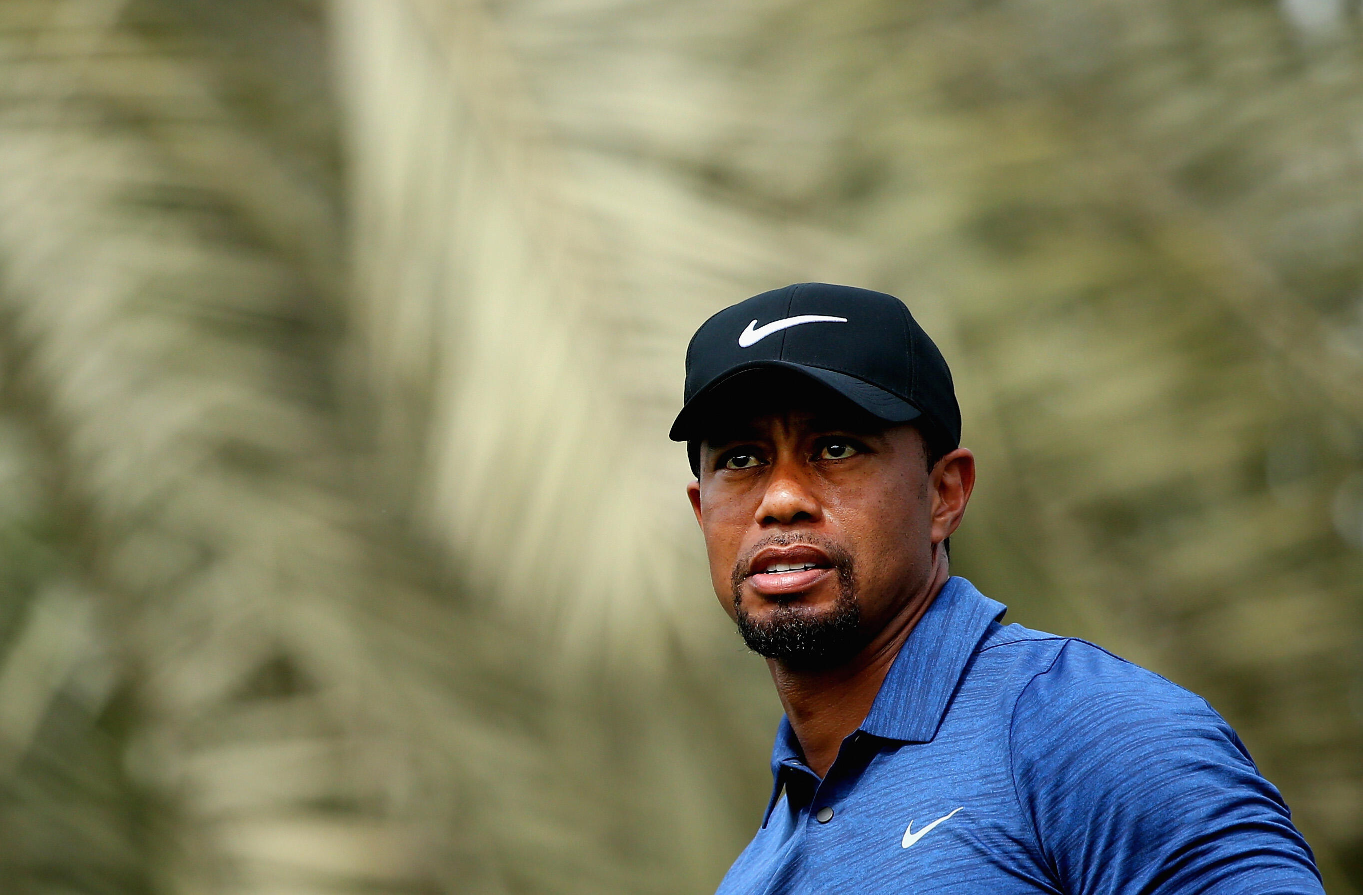 DUBAI, UNITED ARAB EMIRATES - FEBRUARY 02: Tiger Woods of the USA looks on during the first round of the Omega Dubai Desert Classic on the Majlis Course at Emirates Golf Club on February 2, 2017 in Dubai, United Arab Emirates.  (Photo by Francois Nel/Gett