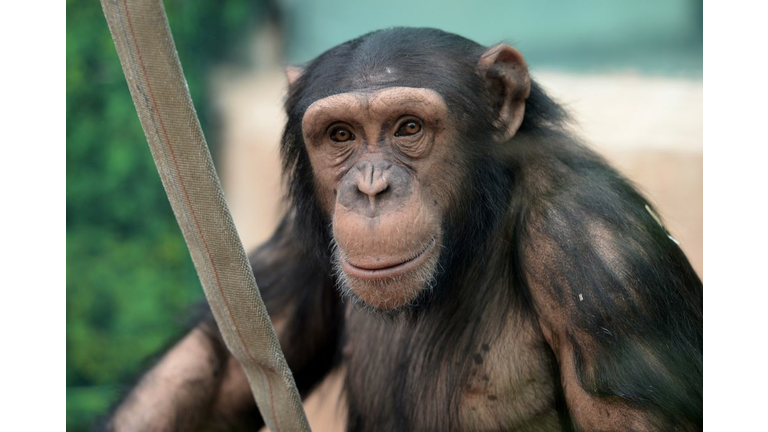 FEATURE-FRANCE-ZOOPARC-CHIMPANZEE