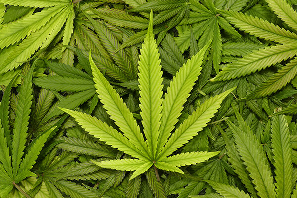 Marijuana Leaf Close Up with Texture Background of Cannabis Leaves