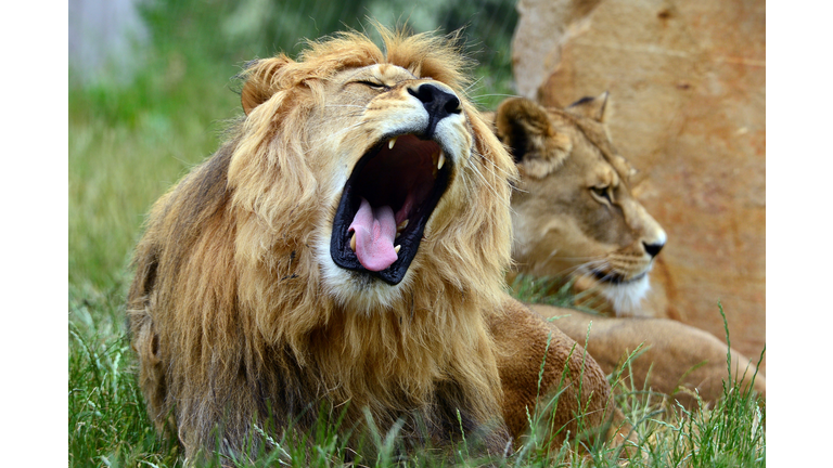 GERMANY-ANIMALS-ZOO-LION