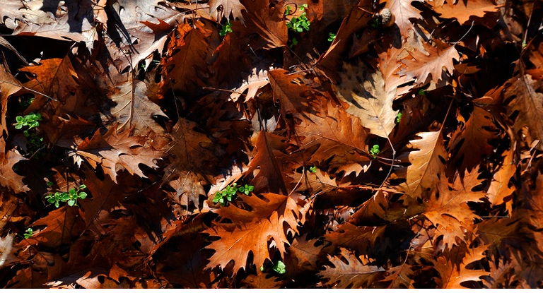 Oak leaves lay on the ground in a park o