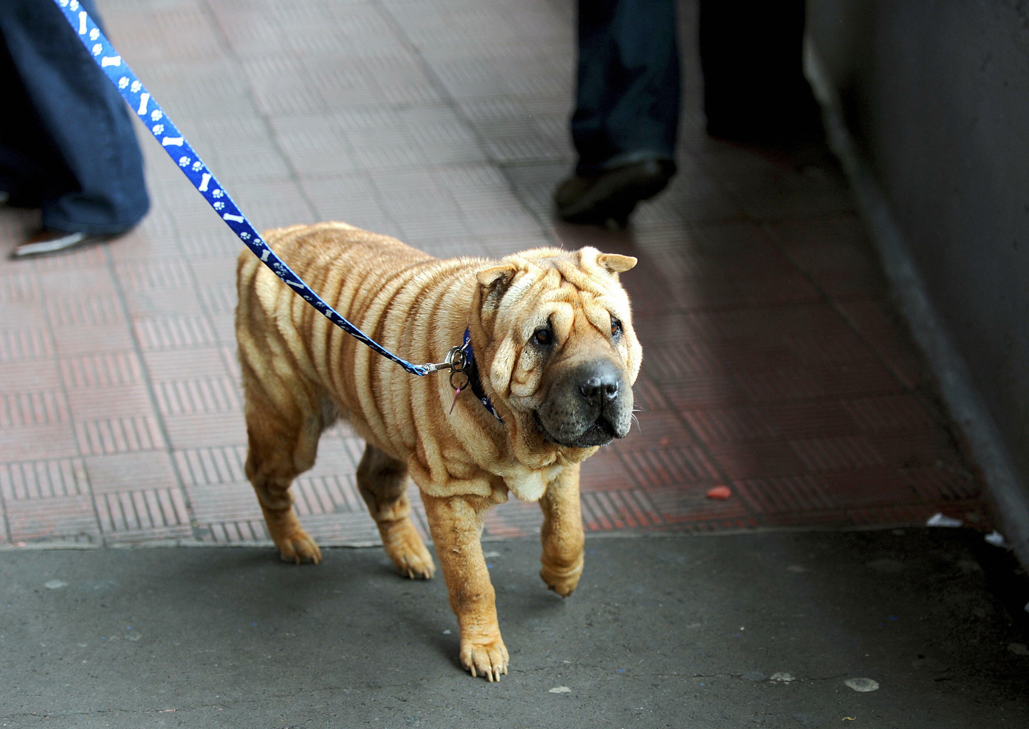 Tsunami, a female Shar Pei, is walked during the 