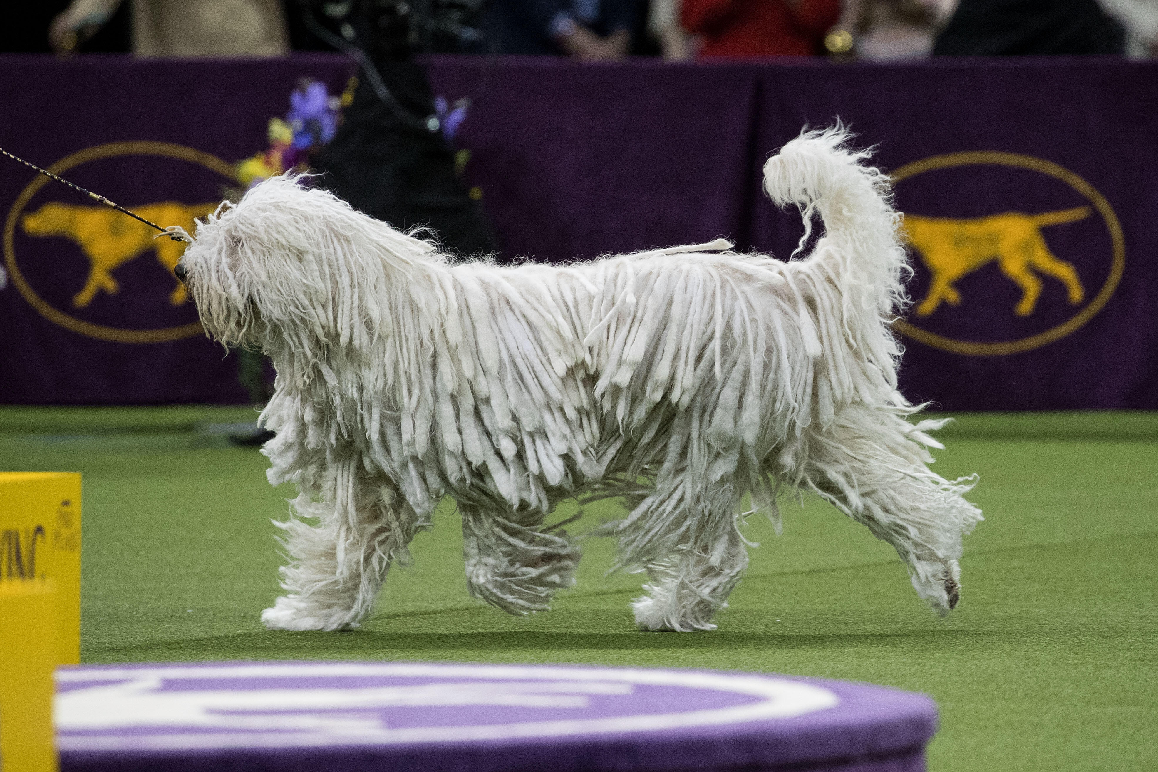 NEW YORK, NY - FEBRUARY 14:  Betty the Komondor runs during competition in the working category on the final night at the Westminster Kennel Club Dog Show at Madison Square Garden, February 14, 2017 in New York City. There are 2874 dogs entered in this sh