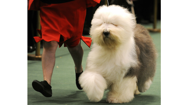 A Old English Sheepdog walks in the judg