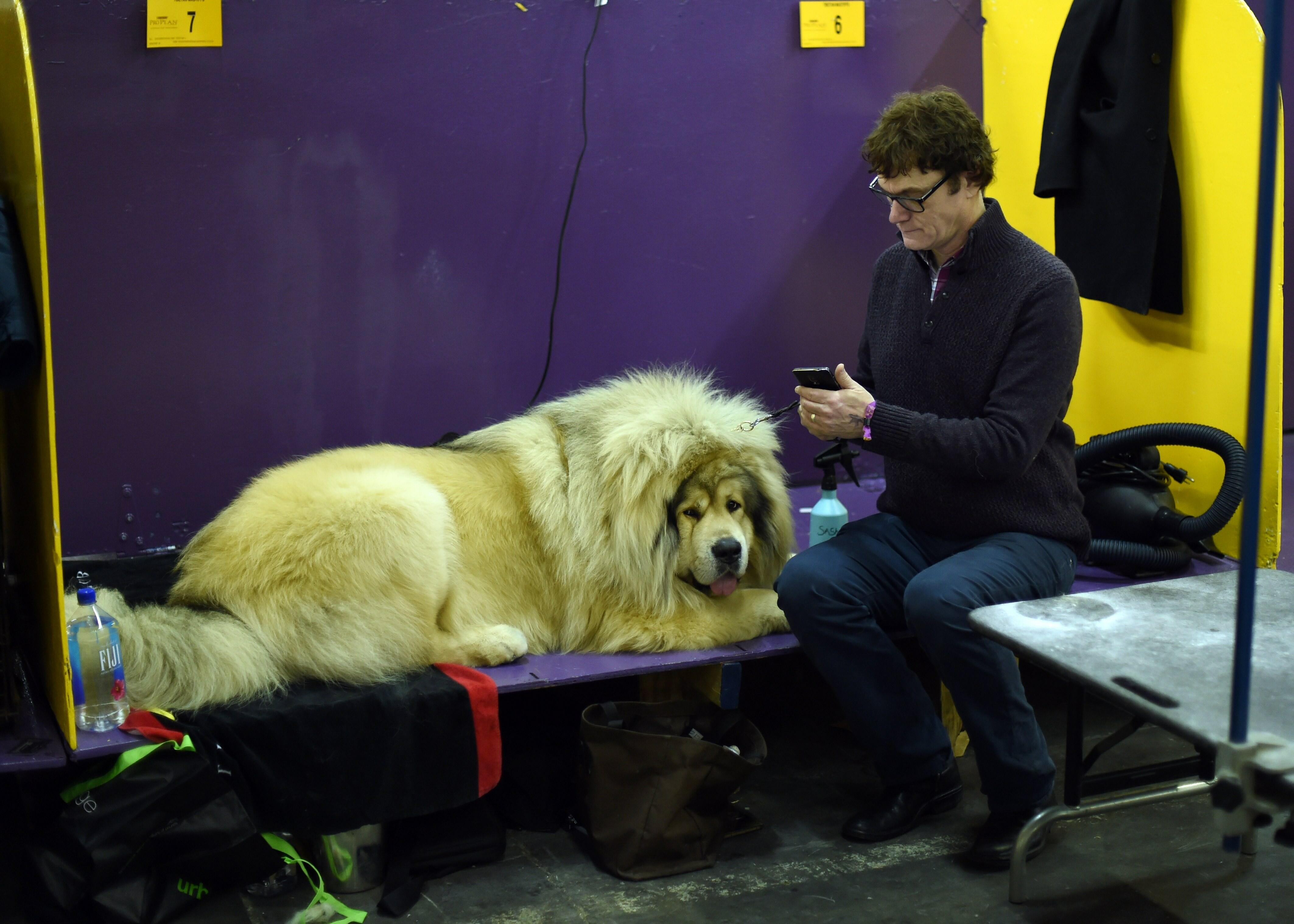 A Tibetan Mastiff waits next to Jim Butler  in the judging  area at Pier 92 and 94 in New York City on the 2nd day of competition at the 139th Annual Westminster Kennel Club Dog Show February 17, 2015. The Westminster Kennel Club Dog Show is a two-day, al
