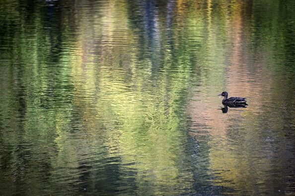 RUSSIA-ANIMAL-FEATURE