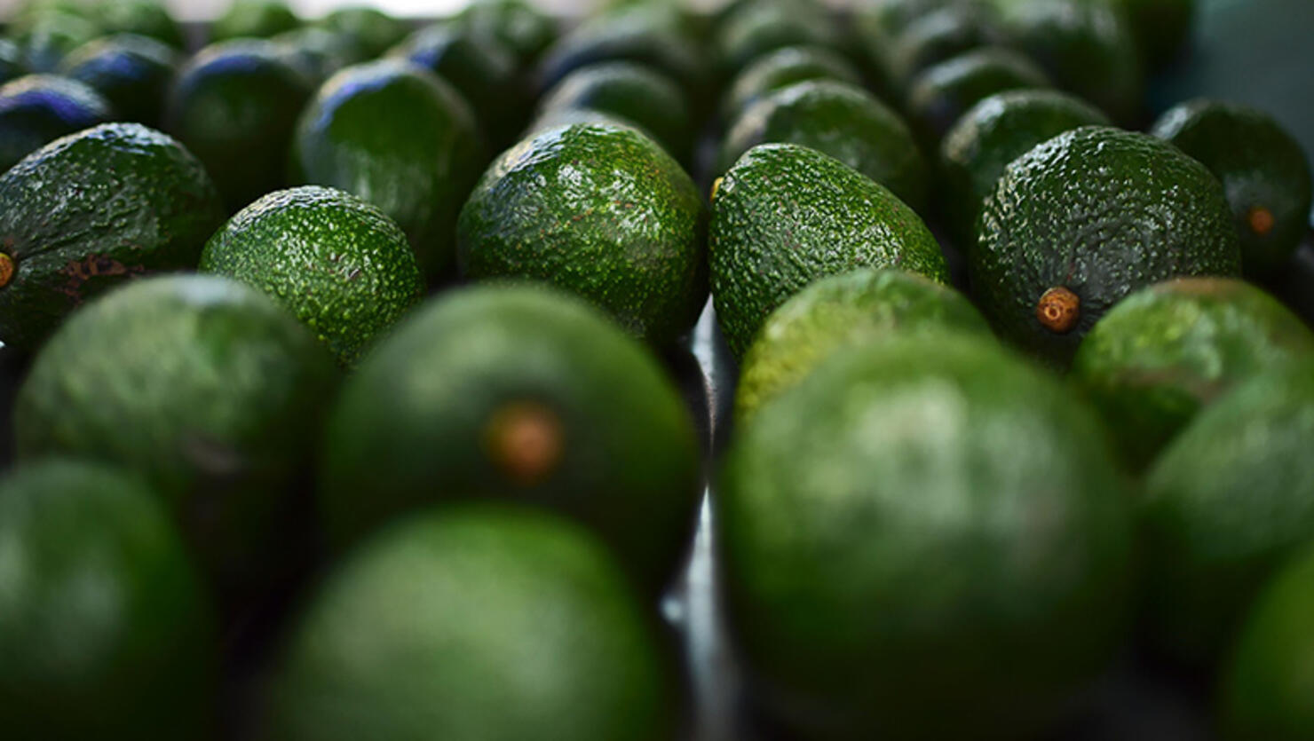 MEXICO-AGRICULTURE-AVOCADOS