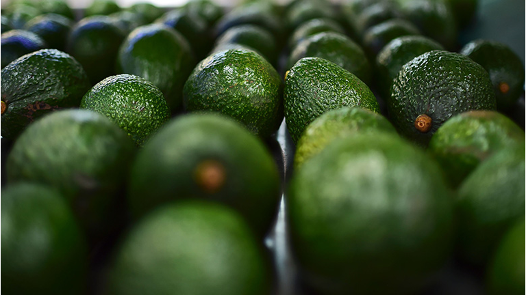 MEXICO-AGRICULTURE-AVOCADOS