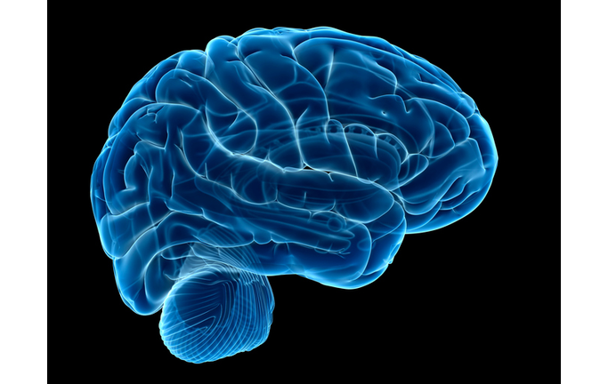 Human brain, illustration