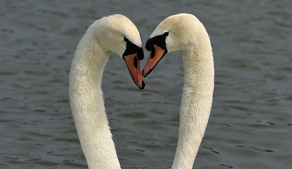 GERMANY-ANIMALS