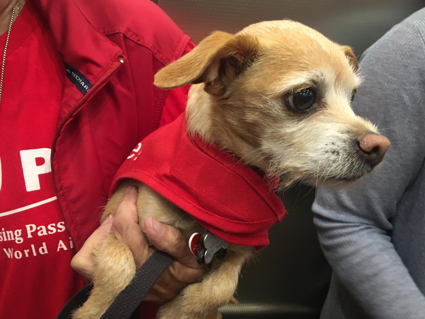 PUPs Program at LAX
