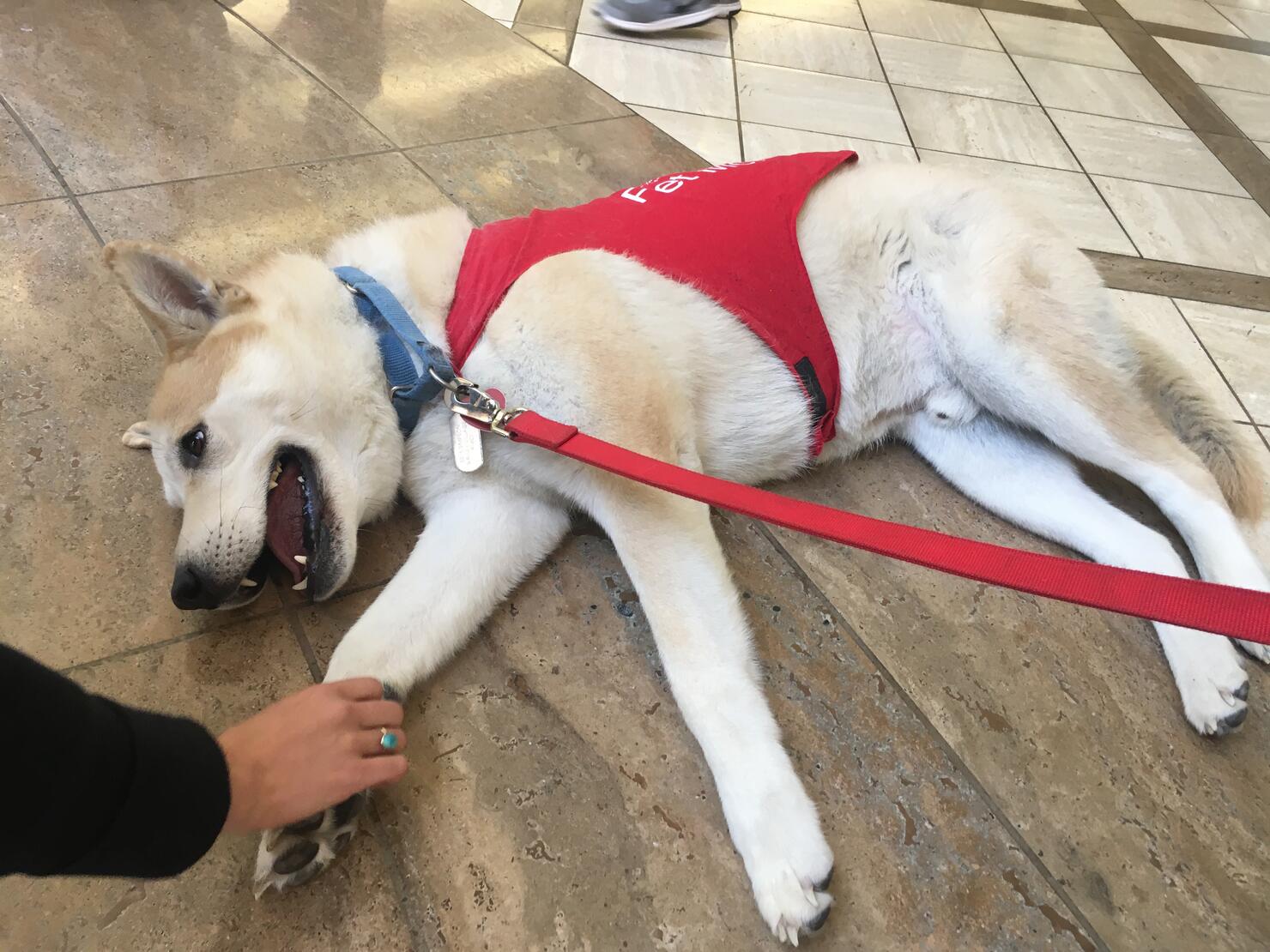 He's not shy, he's just a little husky. 
