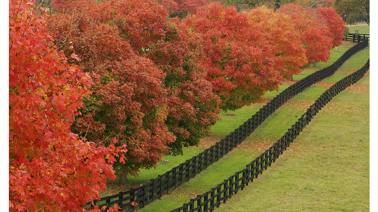 A fence row along the pasture of the Ple