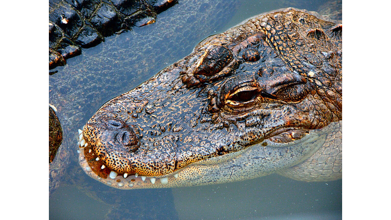 Close-up of alligator