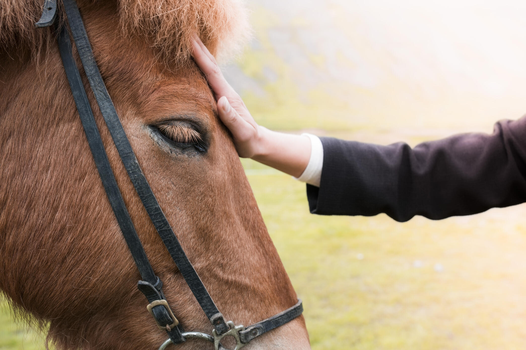 Cropped image of hand stroking horse on field